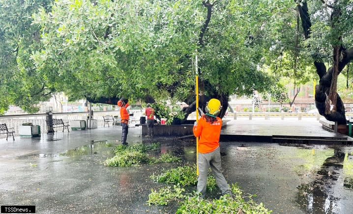 南市工務局加強臺南公園老樹維護修剪、棲地改善及巡邏，呼籲民眾共同維護守護老樹生機。（記者李嘉祥攝）
