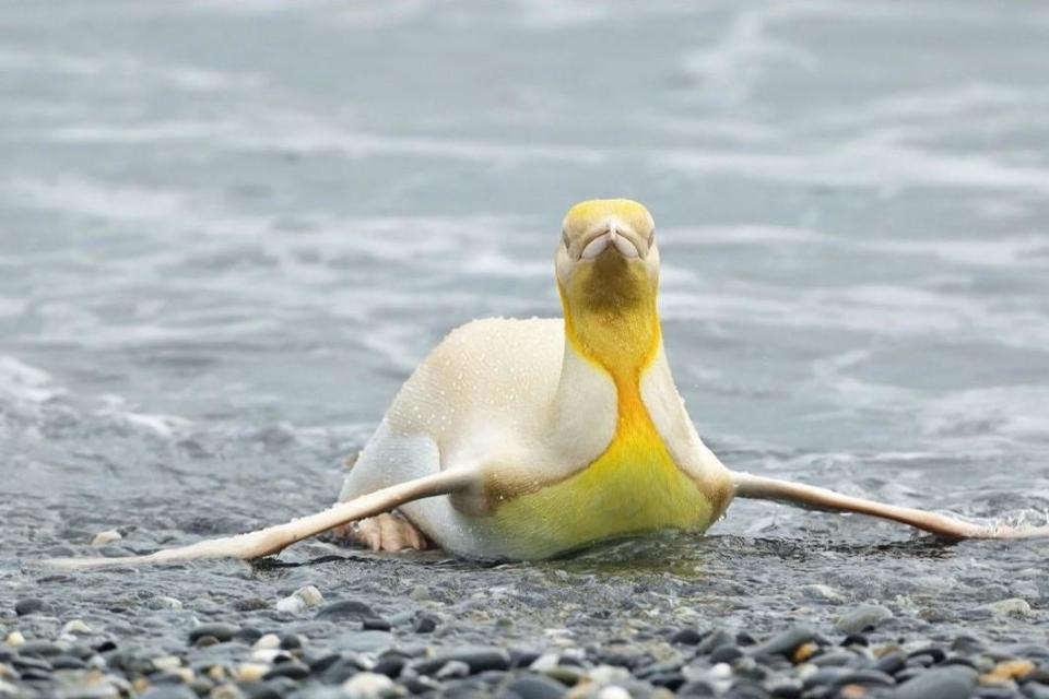 這隻黃色企鵝被猜測患有白化症。（翻攝Yves Adams IG）