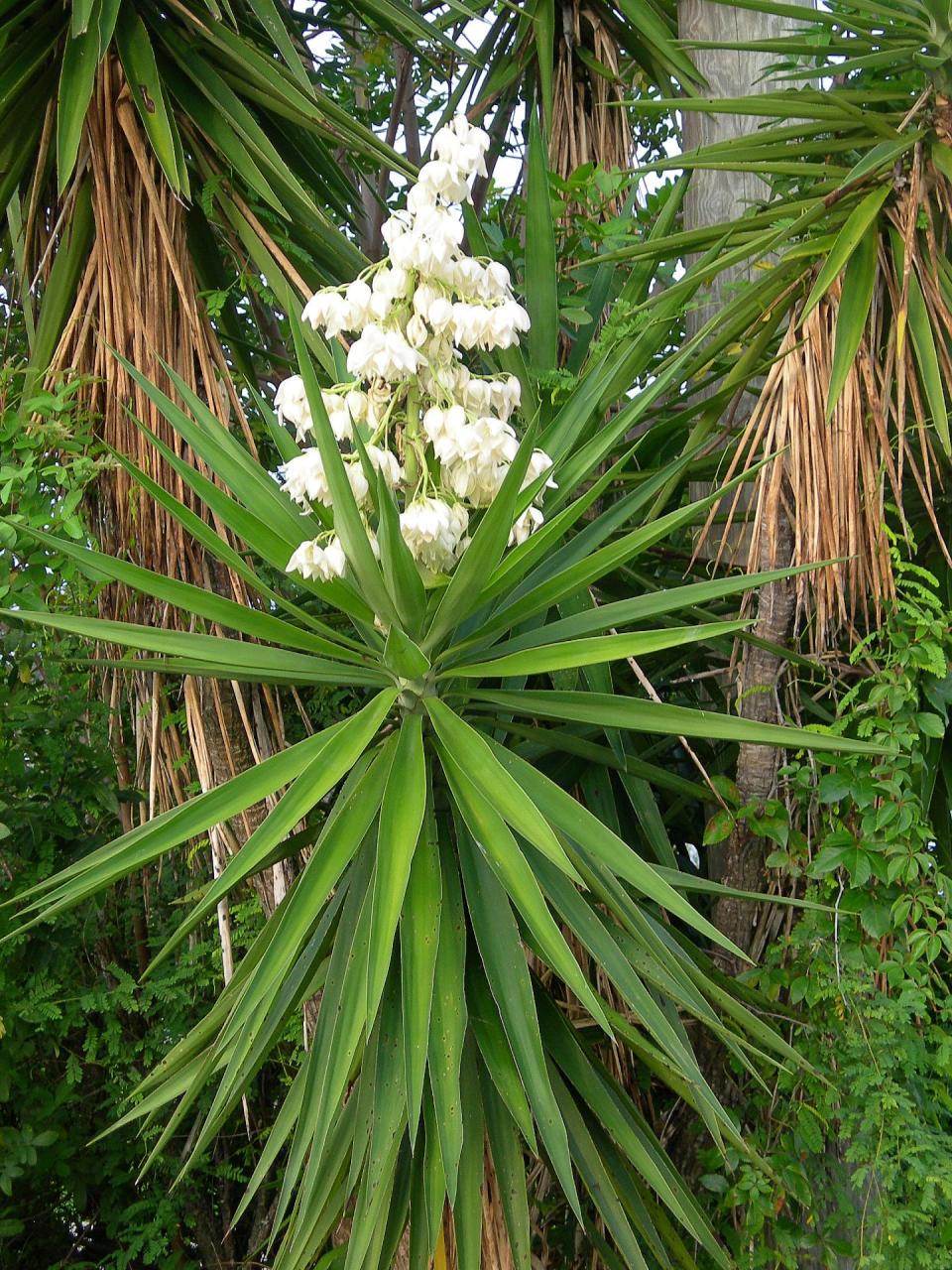 Spanish bayonets are large, drought-tolerant plants that form thick, burglar-resistant clumps. The fragrant flowers are pollinated by a specific moth that gathers nectar as a reward for services rendered.