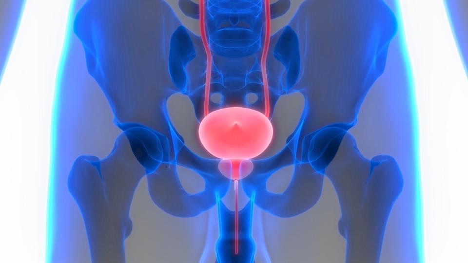 A stock image of a male urinary system. (Alamy/PA)