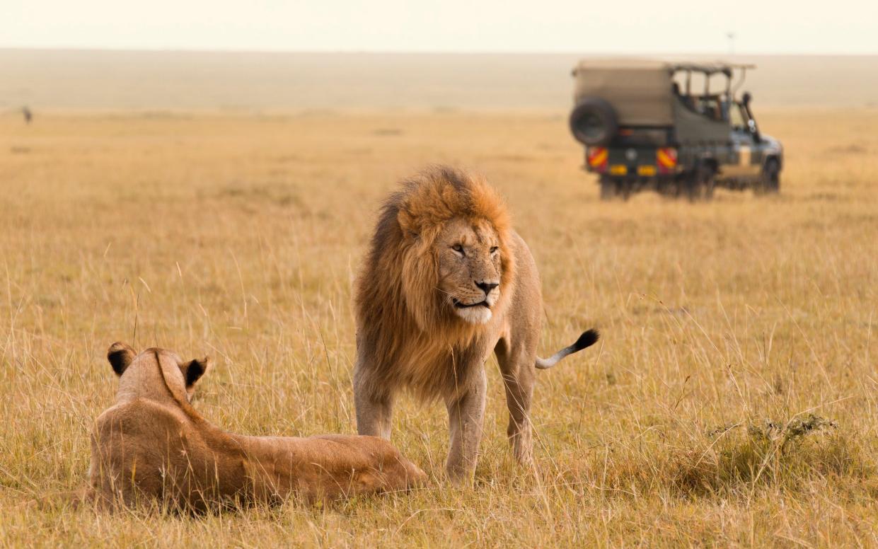 Thanks to Disney's vision of majestic lions, there was a commercial boom in demand for safari holidays