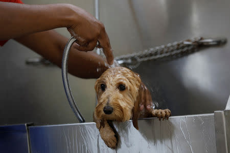 A helper bathes a dog named "Lulu", a mix of dachshund and poodle breed, at TopDog, a Luxury Pet Resort, in Gurugram, India, November 8, 2018. REUTERS/Anushree Fadnavis