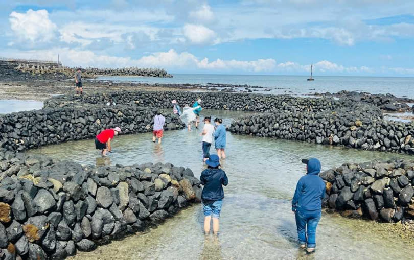 夏天可以造訪石滬觀察生態。