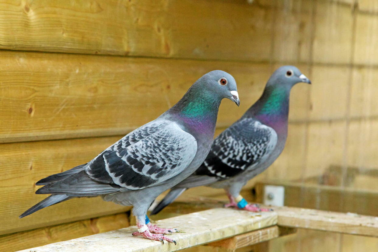 Les oiseaux domestiques comme les pigeons peuvent transmettre la fièvre du perroquet (photo d'illustration).  - Credit:ANDBZ/ABACA