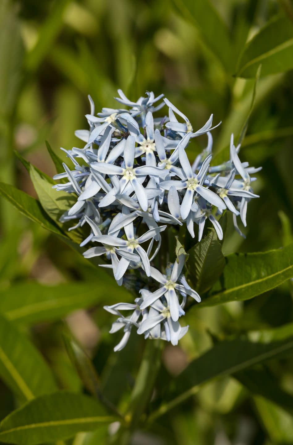 amsonia tabernaemontana, eastern bluestar