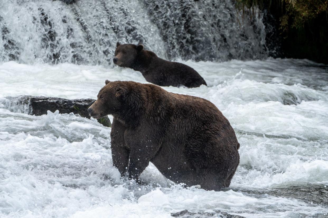 Bear 747 is seen hunting on Sept. 14, 2021.