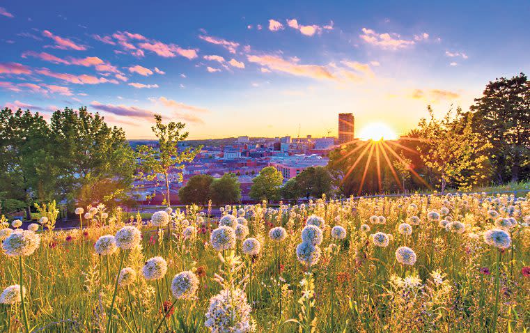 Get involved with National Meadows Day by sending a photo of your favourite spot - Billy Richards Photography