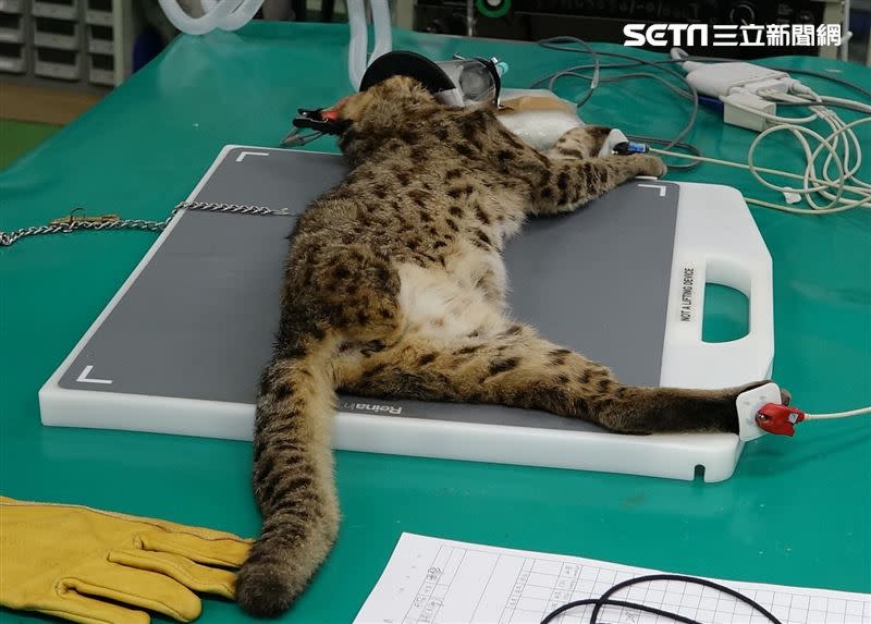 飛飛側躺照X光。（圖／台北動物園提供）