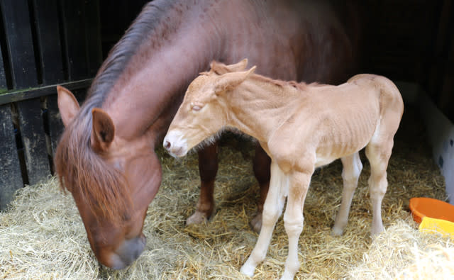 New Hope For Suffolk Punch Horses As First Foal Born At Historic Site In A Century