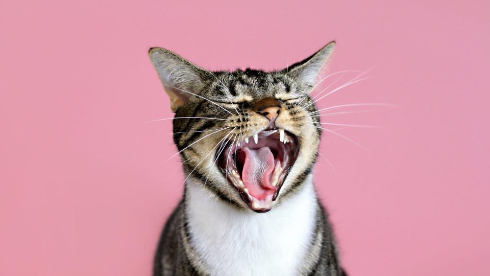 Best dog and cat names — cat yawning on a pink background