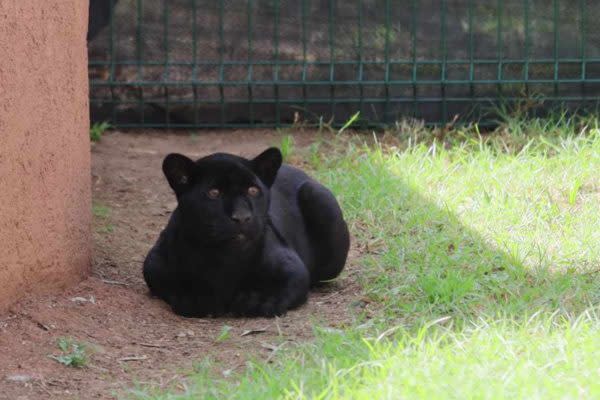 jaguar morelia