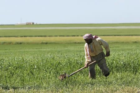 A farmer works at a wheat field in Ras al-Ain province, Syria, April 16, 2016. REUTERS/Rodi Said