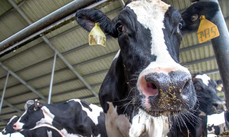 <span>Bird flu has been detected in dairy cows in the US.</span><span>Photograph: Cristóbal Herrera/EPA</span>