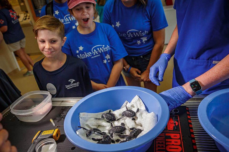 Gabriel "Gabe" Richards, left, and sister Arabella see their first hatchings at Loggerhead Marinelife Center in Juno Beach. Gabe is living with Limb Girdle Muscular Dystrophy, or LGMD, a rare form of muscular dystrophy. He was able to visit the center through the Make-A-Wish foundation.