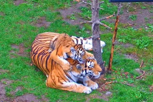 ▲Mazy試圖想忍耐，但是……（圖／FB帳號TheTorontoZoo）