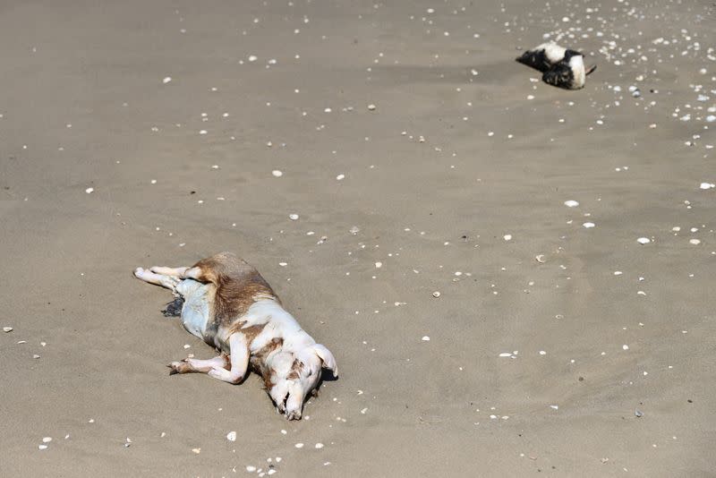 FILE PHOTO: Bird Flu outbreak in Sao Jose do Norte in the State of Rio Grande do Sul