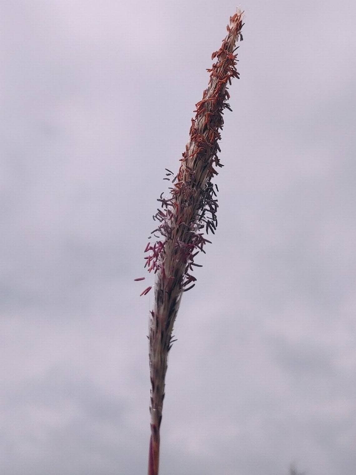 Cogongrass seed heads grow vertically and resemble dandelion seeds.