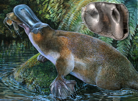 At about one meter (more than 3 feet) in length and with powerful teeth (inset: a first lower molar), <em> Obdurodon tharalkooschild </em> would have been capable of killing much larger prey, such as lungfish and even small turtles, than its m