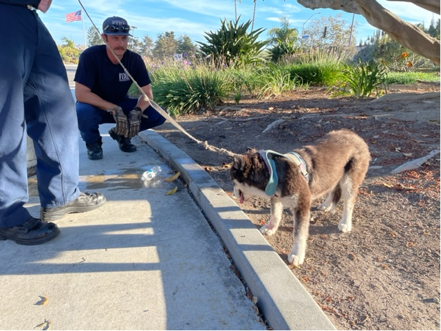 Ventura firefighters rescued a dog from a storm drain Wednesday evening.