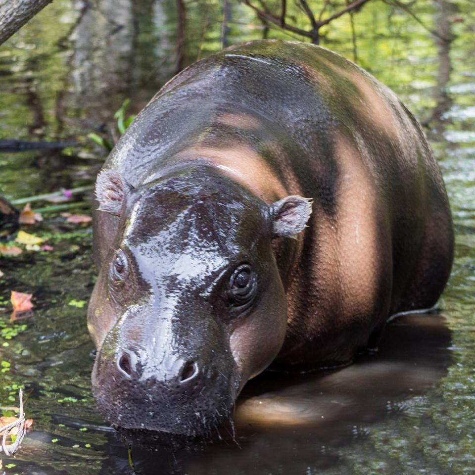 The Gulf Breeze Zoo recently acquired six west African pygmy hippopotamus' from various countries across the world. The zoo said it is making a long-term commitment to conserving the endangered pygmy hippo population by introducing a new breeding program to the Northwest Florida zoo.