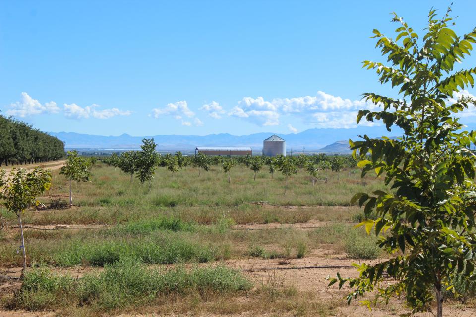 Nut orchards in Cochise County.