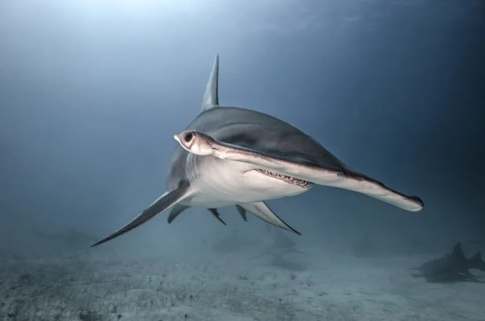 A great hammerhead shark's two eyes can be 3 feet apart on opposite sides of its skull. Ken Kiefer 2/Image Source via Getty Images