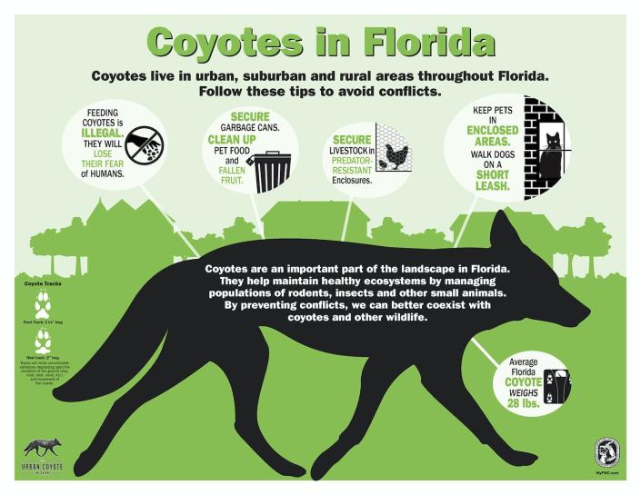 Coyotes are present throughout Florida, including in urban areas like Miami and Tampa-St. Petersburg. <a href="https://myfwc.com/media/15892/coyotes-in-florida-infographic.jpg" rel="nofollow noopener" target="_blank" data-ylk="slk:Florida Fish and Wildlife Conservation Commission" class="link ">Florida Fish and Wildlife Conservation Commission</a>