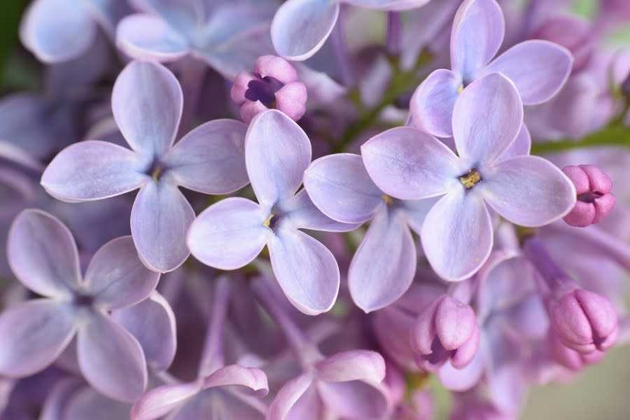 Closeup of lilac flowers – stock photo (Ilona Nagy – Getty Images)