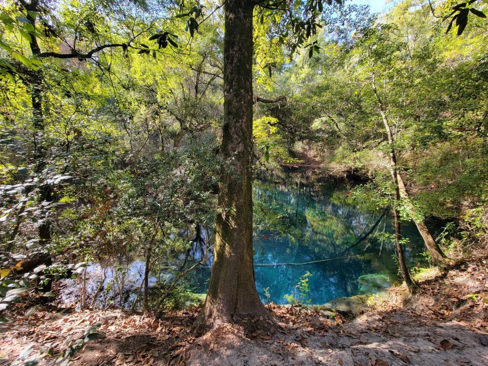 Idyllic Hammock Sink at the Leon Sinks Geological Area.