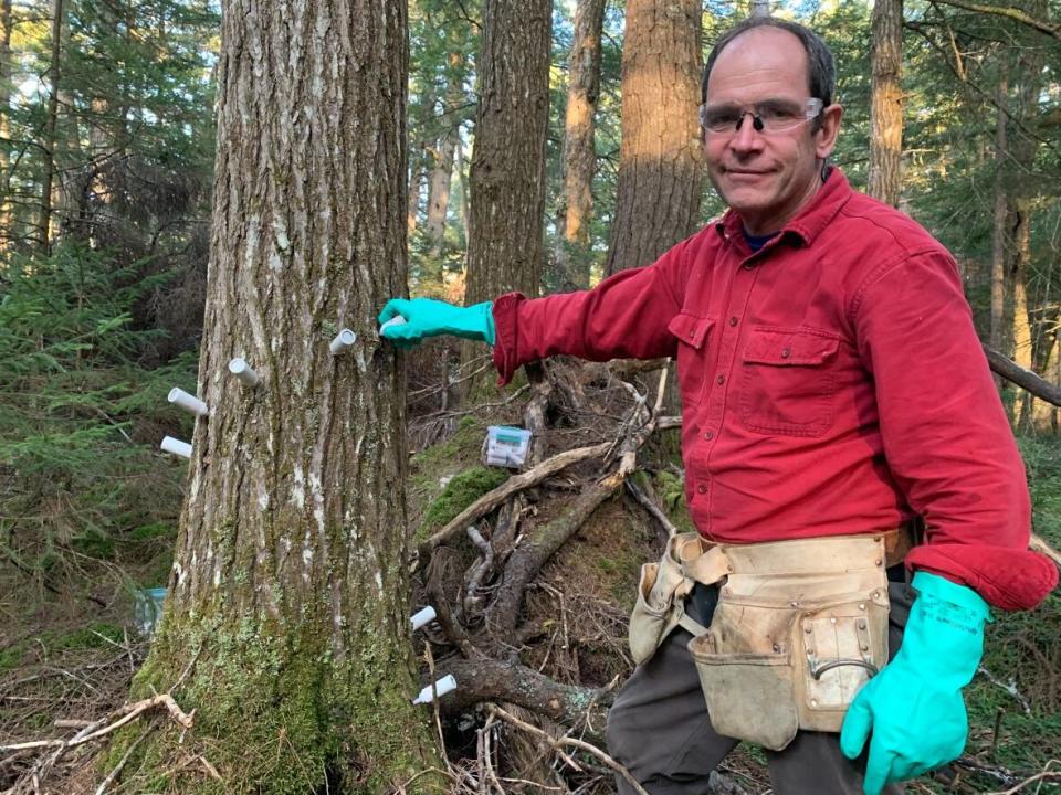 Scott Robinson, an arborist and forest technician, is seen injecting an eastern hemlock with insecticide that will prevent an infestation of hemlock woolly adelgid. (Phlis McGregor/CBC - image credit)