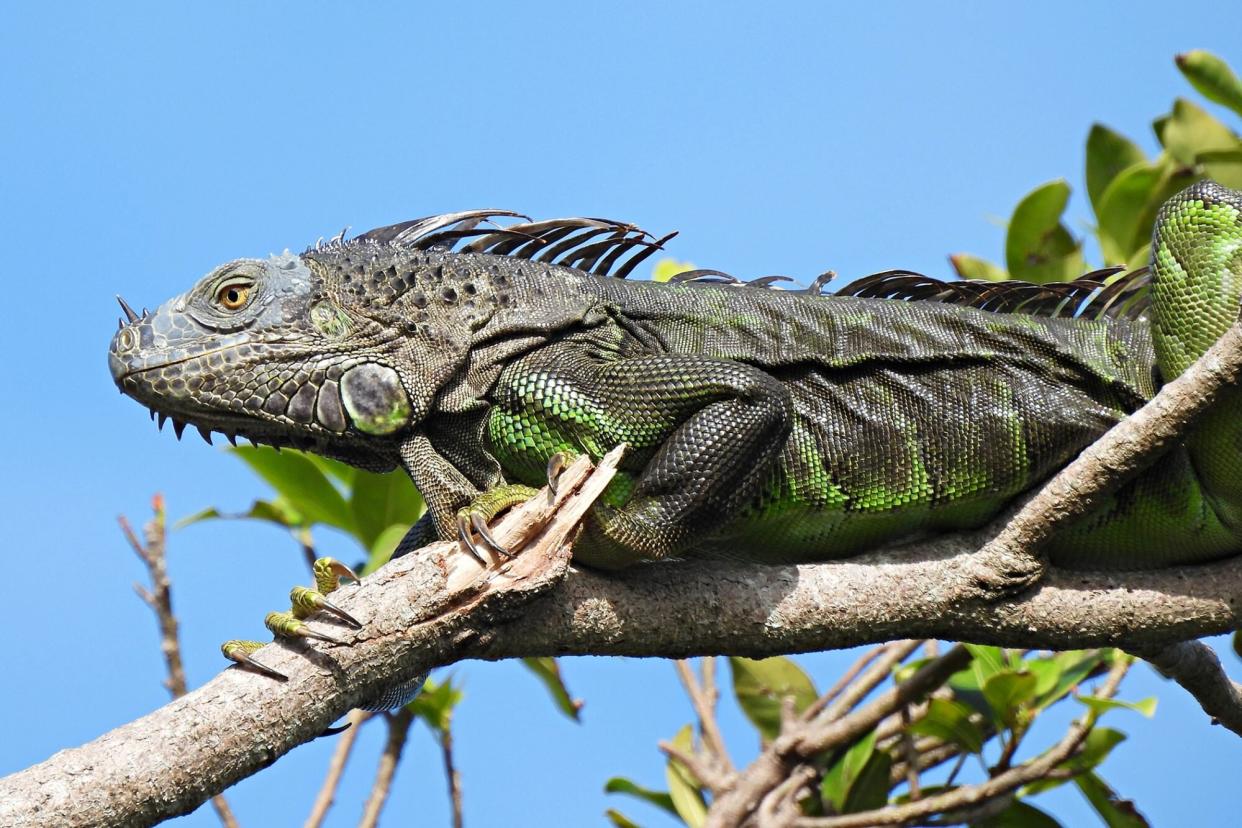 iguana resting on tree branch in Florida