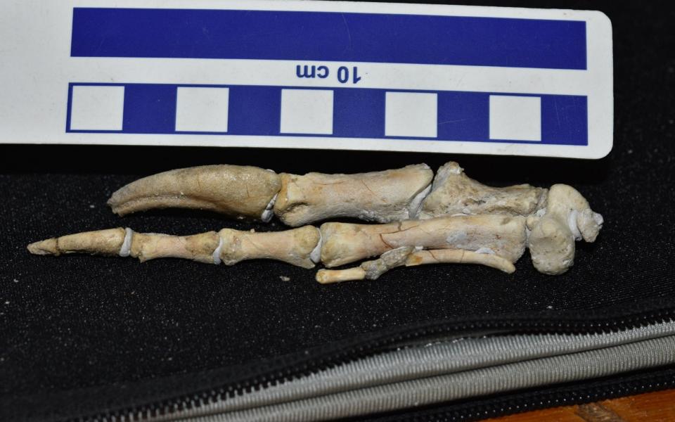 A bone from the two-fingered dinosaur - PA
