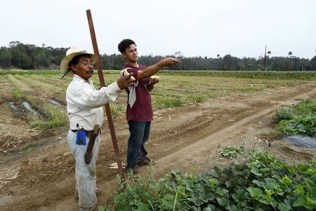 Makoto Chino (R) organises the morning harvest on his family's farm in Rancho Santa Fe, California August 13, 2014. REUTERS/Mike Blake