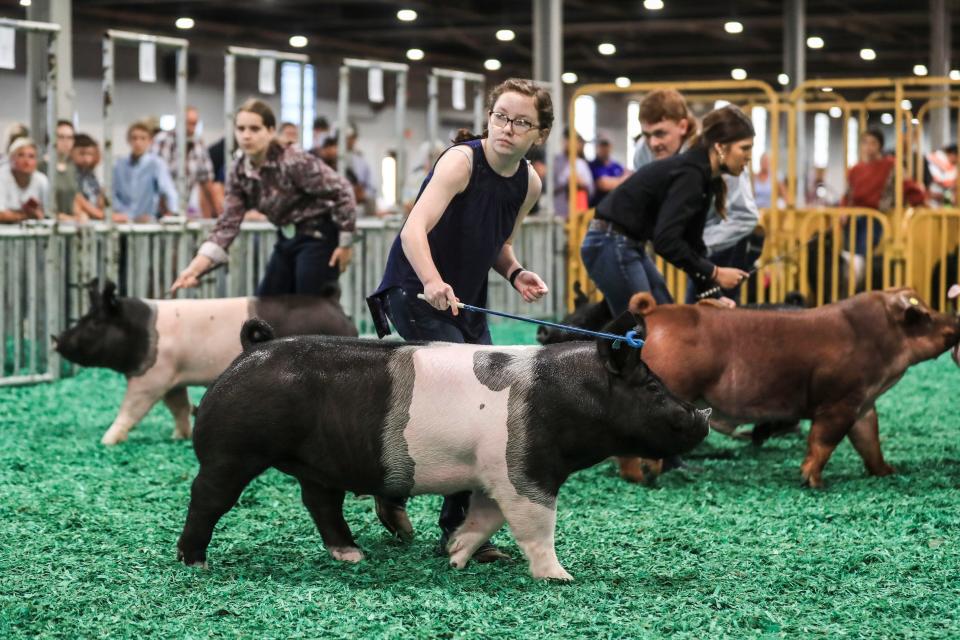 Boys and girls compete in the 4-H/FFAYouth Swine Showmanship at the Fairgrounds West Pavillion Thursday at the Kentucky State Fair. August 26, 2021 