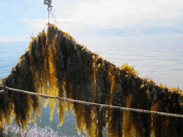 Sugar kelp is shown at of the sites in Cape Breton.                     (Aquaculture Association of Nova Scotia - image credit)