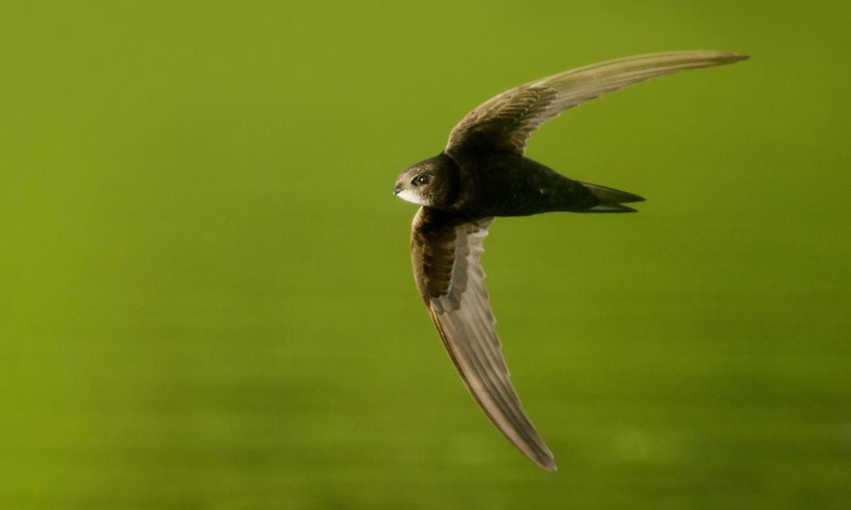 <span>The common swift: like so many of our migrant birds, its numbers are in steady decline.</span><span>Photograph: gallinago_media/Getty Images/iStockphoto</span>