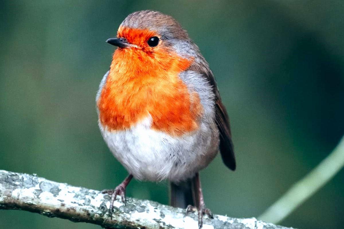 A robin redbreast, the fifth most common garden bird on the Island. <i>(Image: Thomas Cannings)</i>