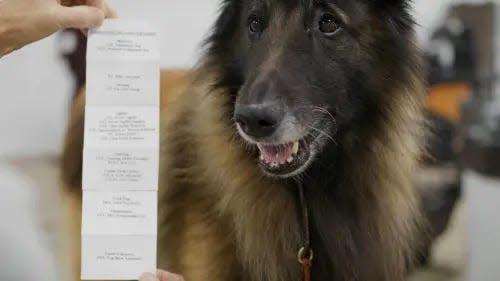 A Belgian Tervuren, an entrant in the 2022 National Dog Show. The 2023 National Dog show, by the Kennel Club of Philadelphia, will be held on Saturday, Nov. 18 and Sunday, Nov. 19.