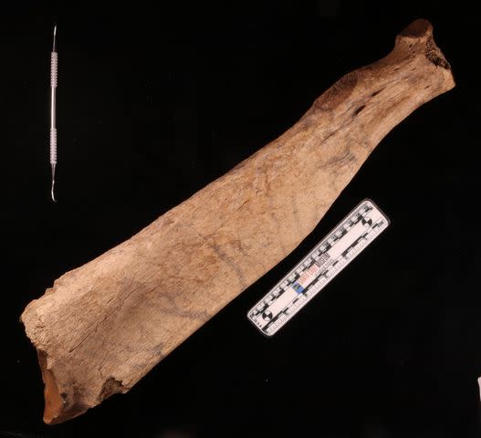 <p>Santa Cruz Museum of Natural History</p> The giant Sloth bone