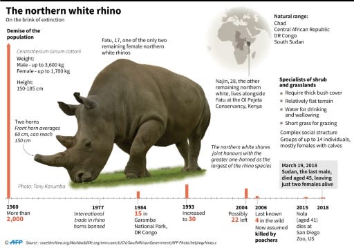 Factfile on the northern white rhino, on the brink of extinction