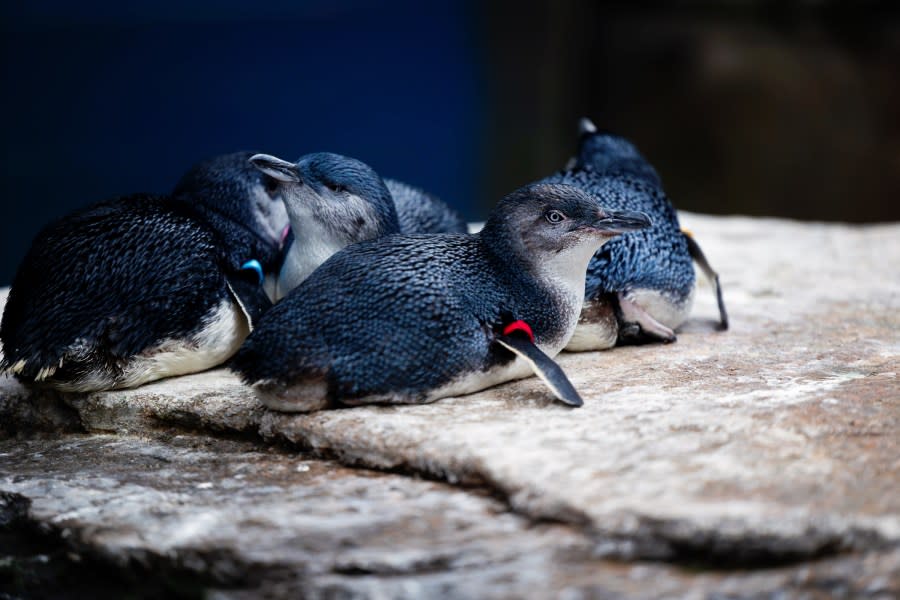 Meatloaf, a Little Blue Penguin from Birch Aquarium at Scripps Institution of Oceanography at UC San Diego (Birch Aquarium at Scripps | Photo: Jordann Tomasek)