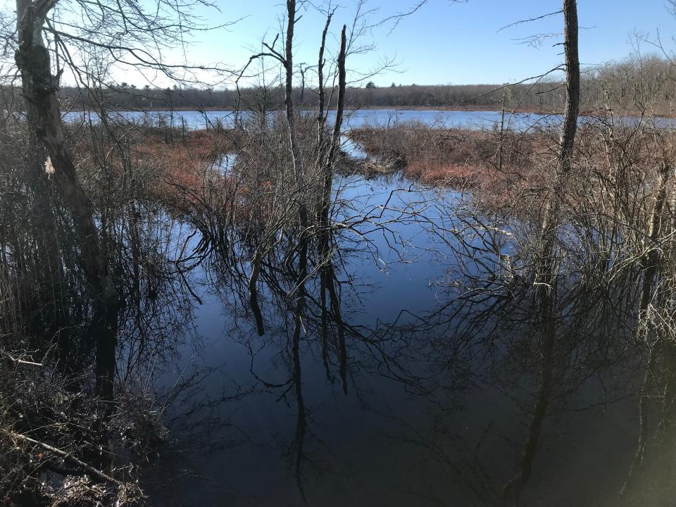 Grassy Pond is east of the Tippecansett South Trail and just south of Route 138.