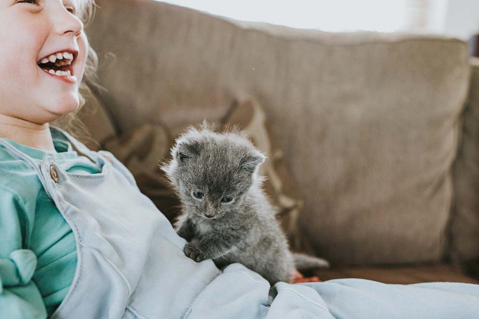 Little Girl laughing as Grey Kitten sits on Top of Her