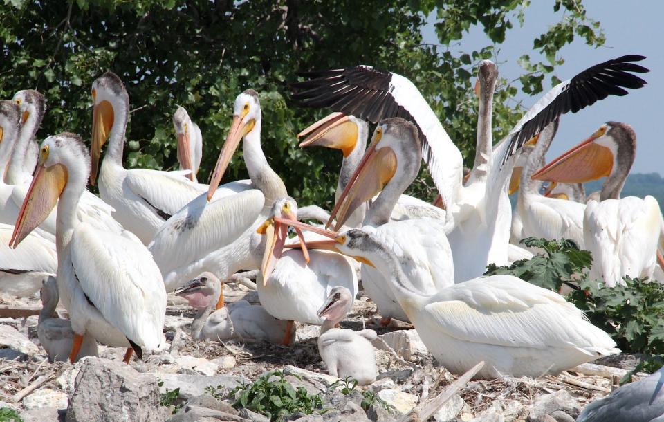 American white pelicans, including several downy young, sit in a breeding colony on an island in lower Green Bay.