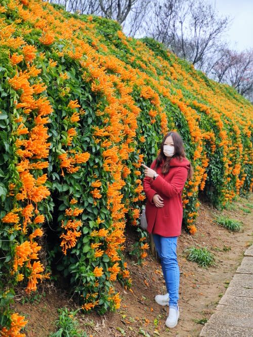 苗栗｜銅鑼炮仗花海公園