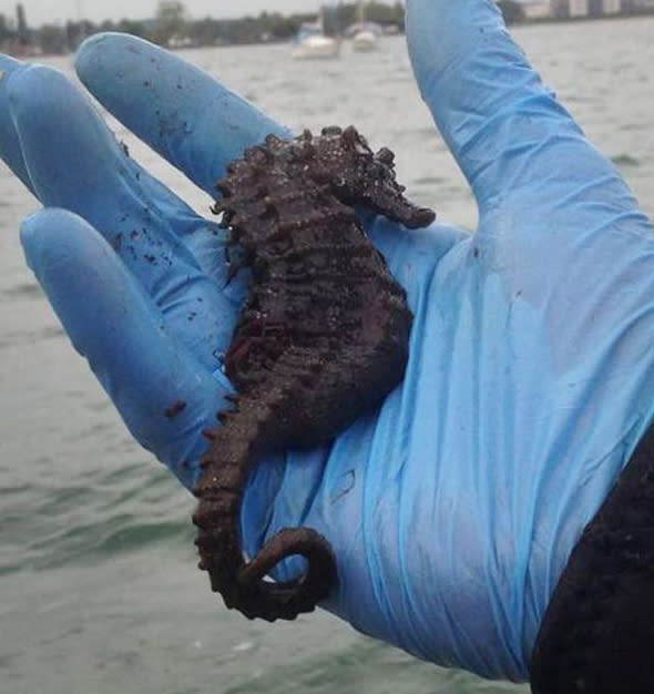 Mandatory Credit: Photo by MikeBailey/SeahorseSurvivalT/REX Shutterstock (5212298b) The giant 13-inch spiny seahorse Fishermen accidentally catch massive 13-inch spiny seahorse in Poole Harbour, Dorset, Britain - 25 Sep 2015 *Full story: http://www.rexfeatures.com/nanolink/r6jb The world's largest seahorse has been discovered by a fisherman off the British coast, sparking fresh hope for the threatened mystical creatures. The whopping 13-inch spiny seahorse was accidentally hauled in by Michael Bailey while he was out fishing for mullet in Poole Harbour, Dorset. Experts say the enormous fish is around twice the average size for the species - and smashes the existing record by almost two inches. The monster seahorse hooked its tail round Mr Bailey's net and clung to it as he and crewmate Malcolm Glover hailed their catch on board. When they realised just how big the rare specimen was they immediately called seahorse expert from their boat who advised them to measure it and take a photo. 