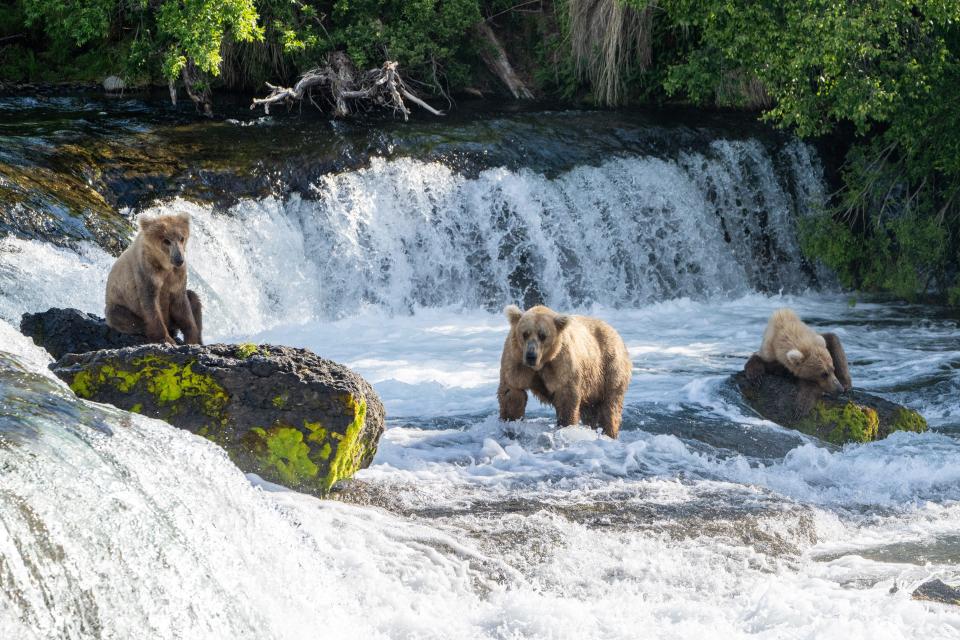 Bear 128, Grazer, is pictured with cubs in search of food in Katmai National Park and Preserve in Alaska.