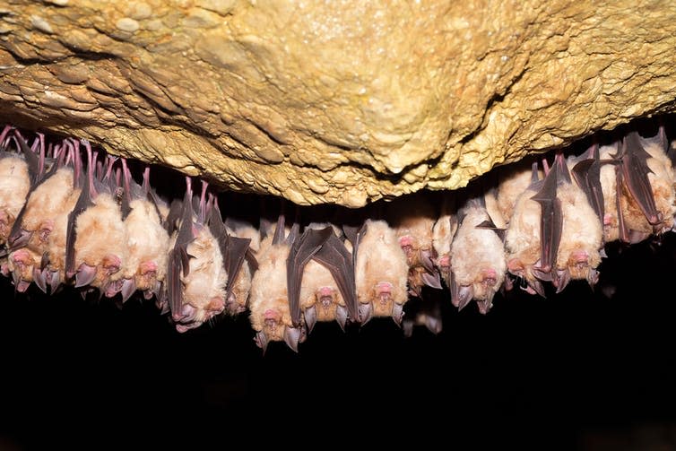 <span class="caption">A huge reservoir of virus strains.</span> <span class="attribution"><a class="link " href="https://www.shutterstock.com/image-photo/greater-horseshoe-bat-rhinolophus-ferrumequinum-627747203" rel="nofollow noopener" target="_blank" data-ylk="slk:Attila Barsan/Shutterstock;elm:context_link;itc:0;sec:content-canvas">Attila Barsan/Shutterstock</a></span>