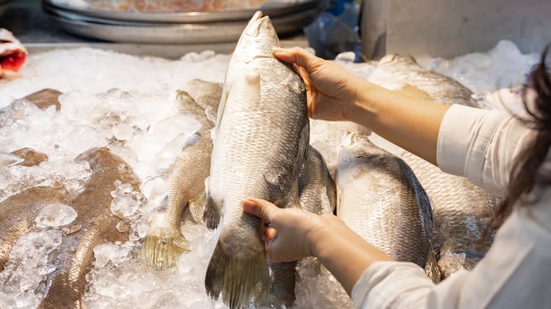 checking fish freshness by touching it