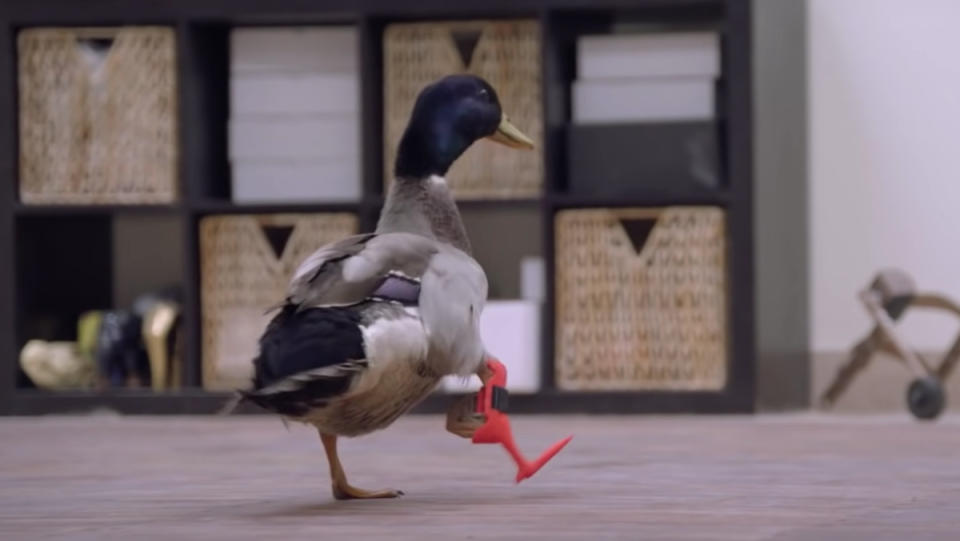 A duck with a non-functional leg uses a 3D-printed prosthetic to walk for the first time.